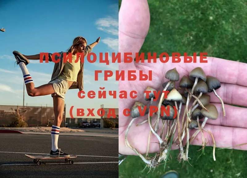 Псилоцибиновые грибы Psilocybe  купить наркотики цена  Касли 